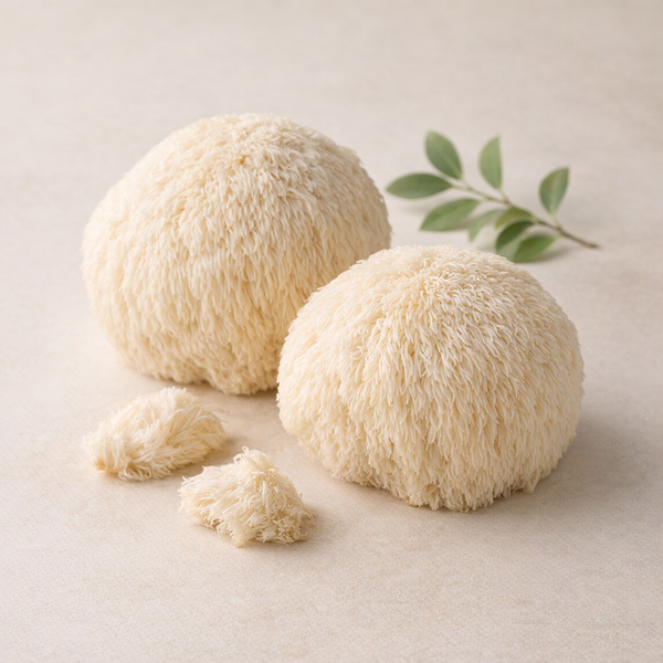 Lion’s Mane