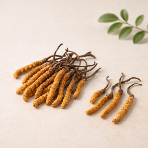 Cordyceps